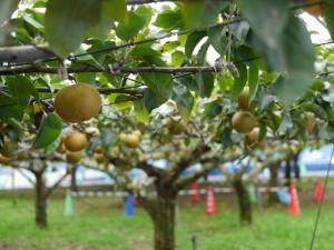 【収穫体験】埼玉県農林公園で、梨、ナス、ピーマン、ミニトマトの収穫体験！の写真6