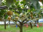 【収穫体験】埼玉県農林公園で、梨、ナス、ピーマン、ミニトマトの収穫体験！の写真のサムネイル写真6