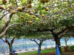 【収穫体験】埼玉県農林公園で、梨、ナス、ピーマン、ミニトマトの収穫体験！の写真のサムネイル写真7