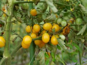 【収穫体験】埼玉県農林公園で、梨、ナス、ピーマン、ミニトマトの収穫体験！の写真12