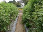 【収穫体験】埼玉県農林公園で、梨、ナス、ピーマン、ミニトマトの収穫体験！の写真のサムネイル写真13