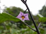 【収穫体験】埼玉県農林公園で、梨、ナス、ピーマン、ミニトマトの収穫体験！の写真のサムネイル写真18