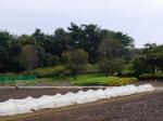 【収穫体験】埼玉県農林公園で、梨、ナス、ピーマン、ミニトマトの収穫体験！の写真のサムネイル写真19