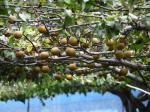 【収穫体験】埼玉県農林公園で、梨、ナス、ピーマン、ミニトマトの収穫体験！の写真のサムネイル写真20