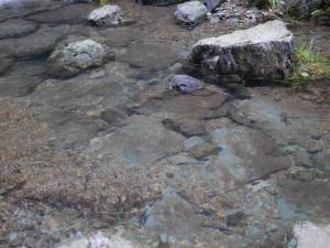 【川遊び】雀川砂防ダム公園のじゃぶじゃぶ池で水遊び！の写真15