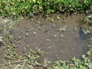 【ザリガニ釣り】平成の森公園近くでザリガニ釣り！の写真10