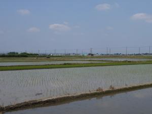 【ザリガニ釣り】川里中央公園でザリガニ釣り！ part1の写真5