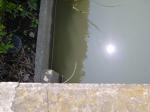 【ザリガニ釣り】川里中央公園でザリガニ釣り！ part1の写真のサムネイル写真6