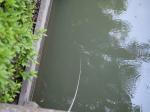 【ザリガニ釣り】川里中央公園でザリガニ釣り！ part1の写真のサムネイル写真9