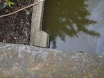 【ザリガニ釣り】川里中央公園でザリガニ釣り！ part2の写真のサムネイル写真8