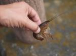 【ザリガニ釣り】川里中央公園でザリガニ釣り！ part2の写真のサムネイル写真11