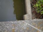【ザリガニ釣り】川里中央公園でザリガニ釣り！ part2の写真のサムネイル写真13