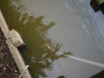 【ザリガニ釣り】川里中央公園でザリガニ釣り！ part2の写真のサムネイル写真16