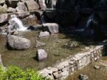 【じゃぶじゃぶ池】鳩山町農村公園のじゃぶじゃぶ池で水遊び！の写真のサムネイル写真6