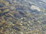 【川遊び】槻川2で、川遊び！生き物がたくさん！の写真のサムネイル写真3