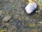 【川遊び】槻川2で、川遊び！生き物がたくさん！の写真のサムネイル写真14