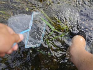 【川遊び】槻川2で、川遊び！生き物がたくさん！の写真18