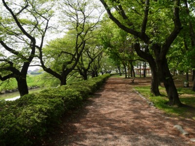 伊佐沼公園の写真9