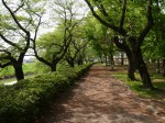 伊佐沼公園の写真のサムネイル写真9