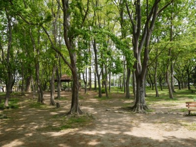 伊佐沼公園の写真15