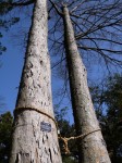 妻沼聖天山（歓喜院）の写真のサムネイル写真23