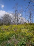 荒川大麻生公園の写真のサムネイル写真10