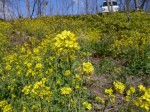 荒川大麻生公園の写真のサムネイル写真11