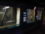 さいたま水族館の写真のサムネイル写真25