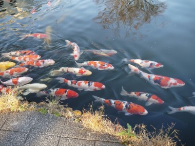 さいたま水族館の写真41