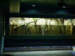 さいたま水族館の写真のサムネイル写真66
