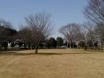 羽生水郷公園の写真のサムネイル写真16