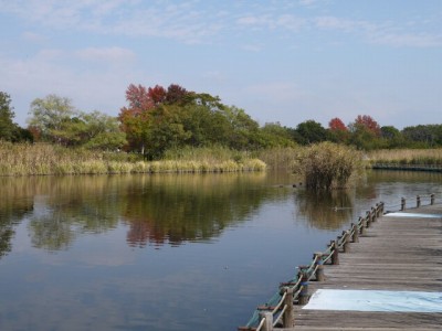 羽生水郷公園の写真28