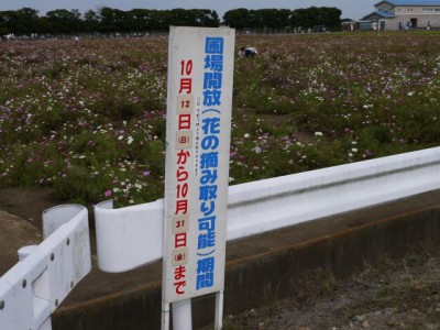 羽生市コスモスフェスティバルの写真3