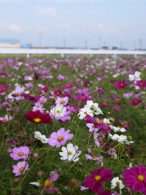 羽生市コスモスフェスティバルの写真10