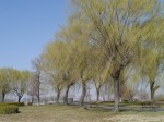 谷中湖（渡良瀬遊水地）の写真のサムネイル写真17