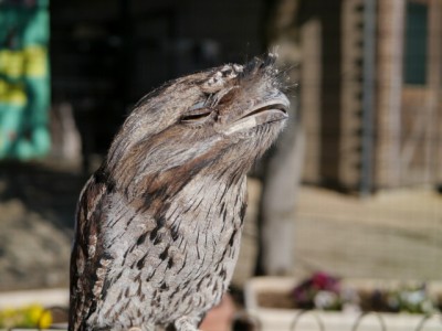 キャンベルタウン野鳥の森の写真6