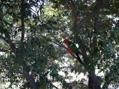 キャンベルタウン野鳥の森の写真20