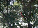 キャンベルタウン野鳥の森の写真のサムネイル写真21