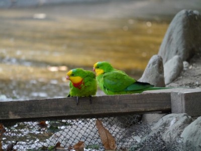 キャンベルタウン野鳥の森の写真21