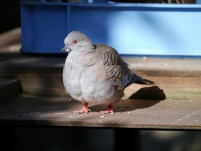 キャンベルタウン野鳥の森の写真22