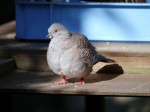 キャンベルタウン野鳥の森の写真のサムネイル写真23