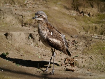 キャンベルタウン野鳥の森の写真23