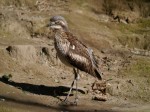 キャンベルタウン野鳥の森の写真のサムネイル写真24