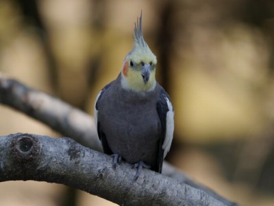 キャンベルタウン野鳥の森の写真24