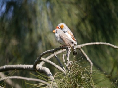 キャンベルタウン野鳥の森の写真25