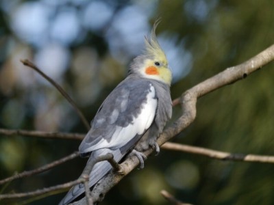 キャンベルタウン野鳥の森の写真26