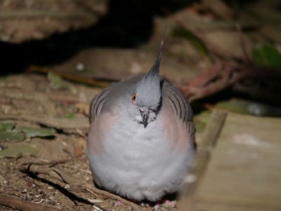 キャンベルタウン野鳥の森の写真27