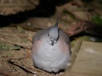 キャンベルタウン野鳥の森の写真のサムネイル写真28