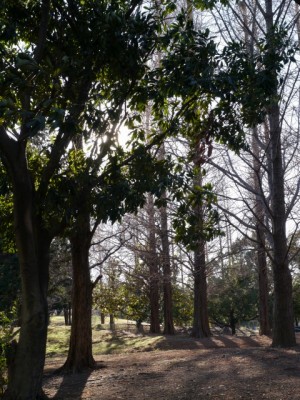 久喜菖蒲公園の写真