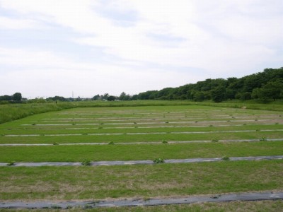 県営権現堂公園（幸手市権現堂堤）の写真6